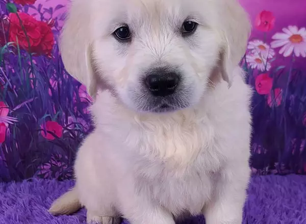 Golden Retriever - English Cream - Linden