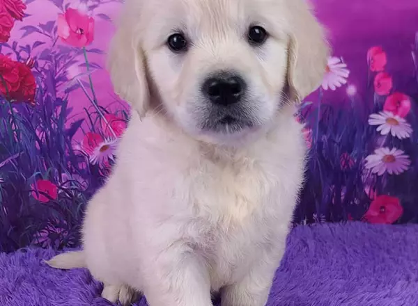 Golden Retriever - English Cream - Lucas