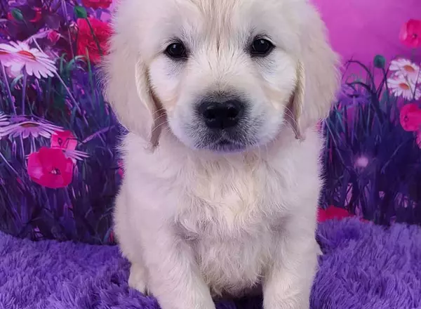 Golden Retriever - English Cream - Levi