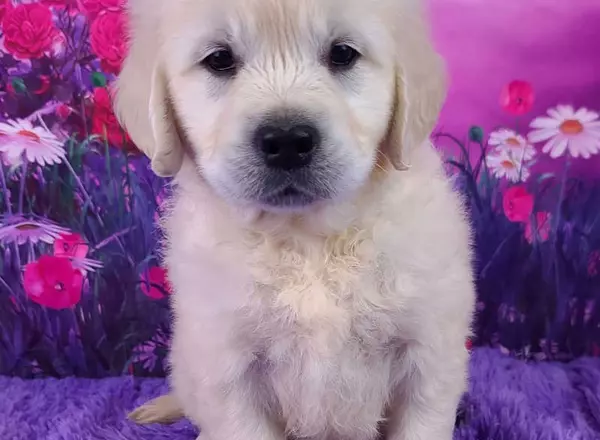 Golden Retriever - English Cream - Louie