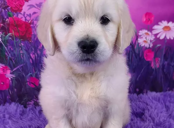 Golden Retriever - English Cream - Lane