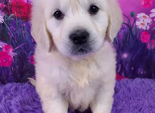 Golden Retriever - English Cream - Lonzo