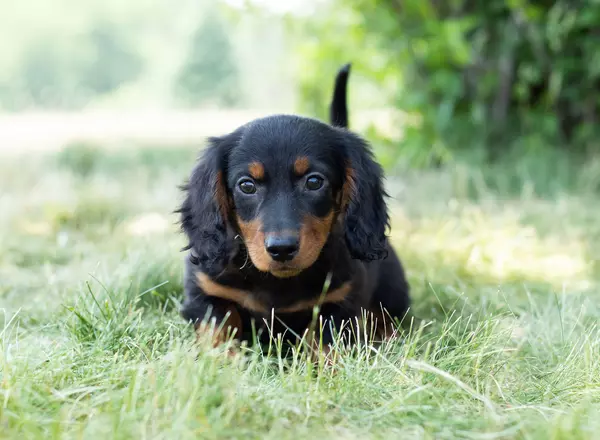 Dachshund - Reece