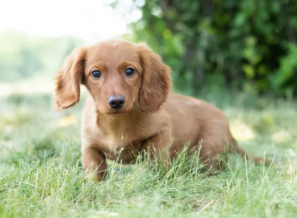 Dachshund - Murphy