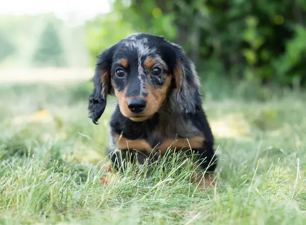 Dachshund - Brooke