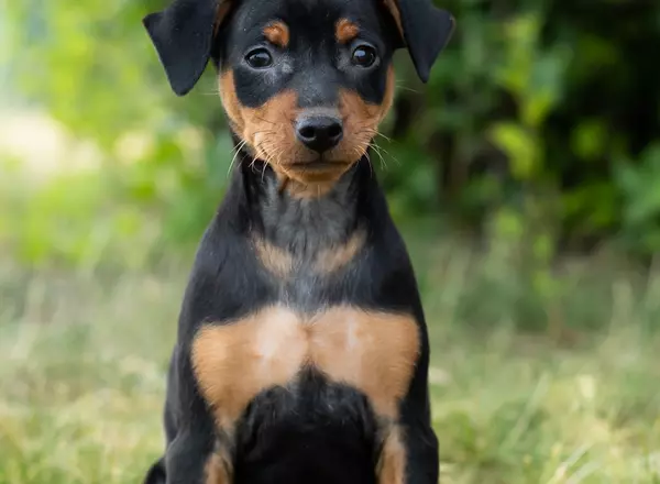 Doberman Pinscher - Jones