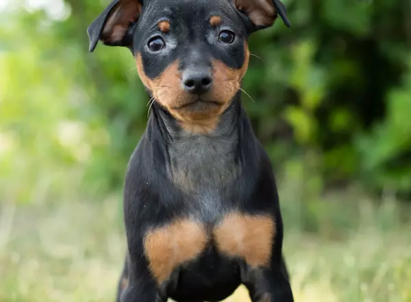 Doberman Pinscher - Amber