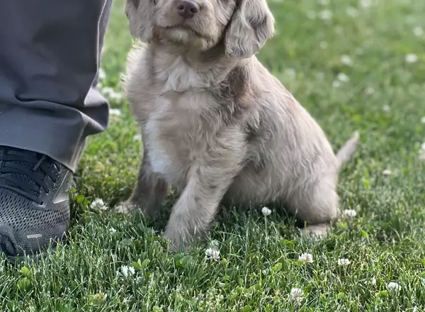 Mini Labradoodle - Antonio