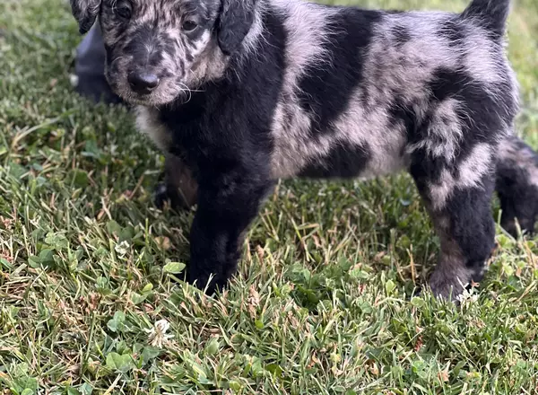 Mini Labradoodle - Aries