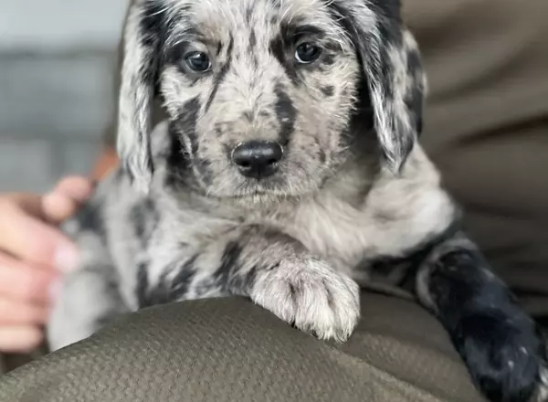 Mini Labradoodle - Ayla