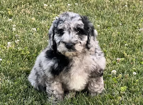 Mini Labradoodle - Amelia