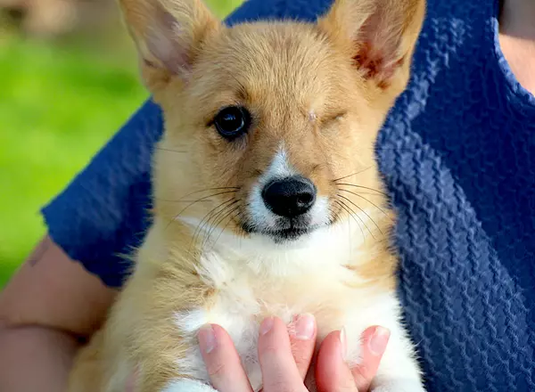 Welsh Corgi -Pembroke - Janae