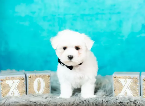 Maltese - Doughnut