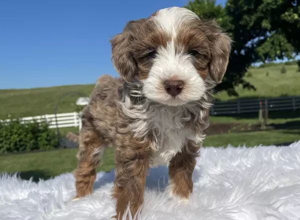 Aussiedoodle - Leo