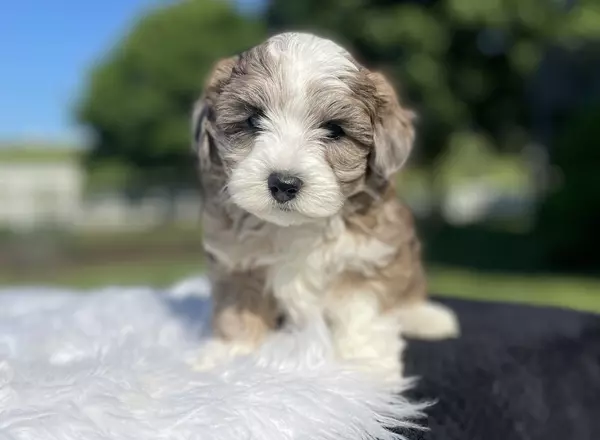 Aussiedoodle - Lila