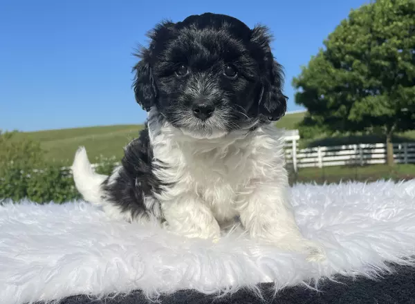 Aussiedoodle - Lyle