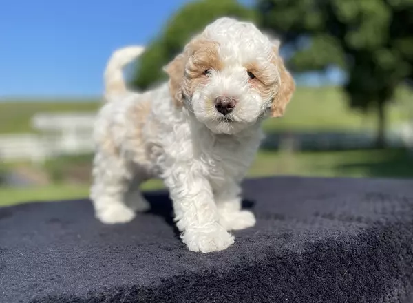 Aussiedoodle - Lenny