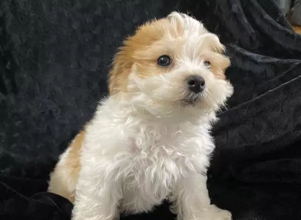 Yorkie-Chon - Archie