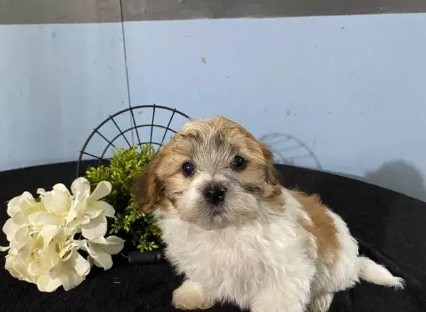 Yorkie-Chon - Lilly