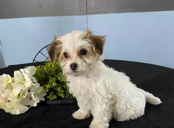 Yorkie-Chon - pearl