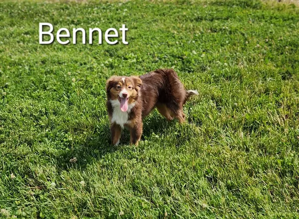 Miniature Australian Shepherd - Bennett