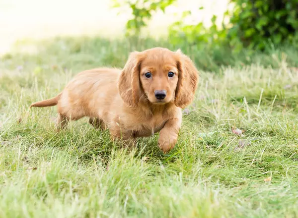 Dachshund - Otto