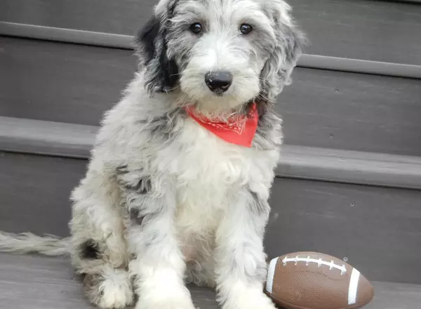 Sheepadoodle - Skyler (medium)