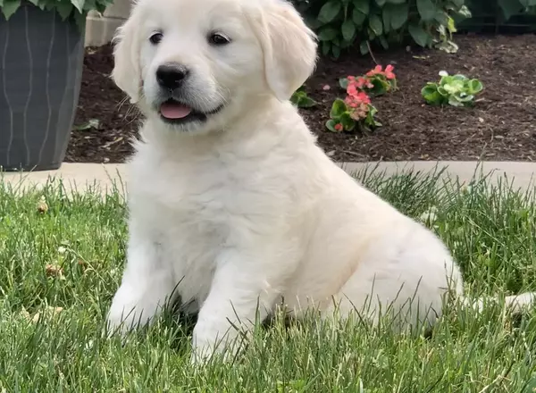 Golden Retriever - English Cream - Faye