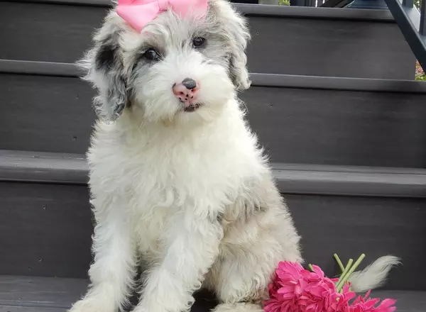 Sheepadoodle - Lindsey (medium)