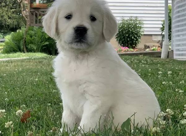 Golden Retriever - English Cream - Ramona