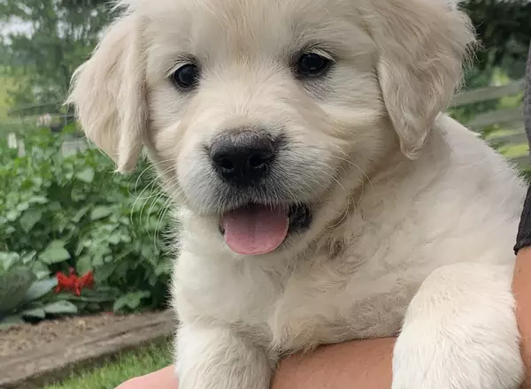 Golden Retriever - English Cream - Heidi