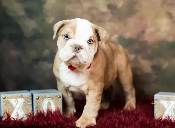 English Bulldog - Rowan