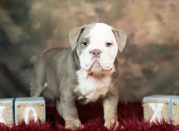 English Bulldog - Chunky