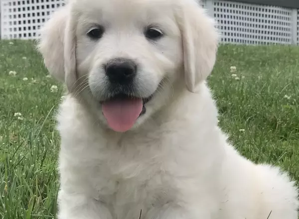 Golden Retriever - English Cream - Donna