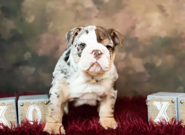 English Bulldog - Taji