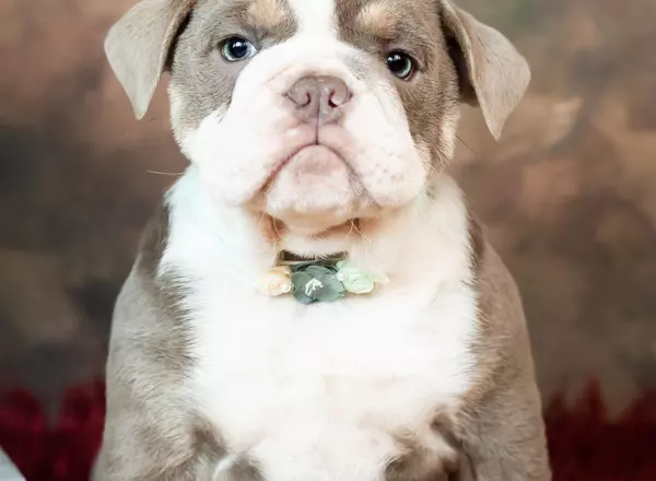 English Bulldog - Amira