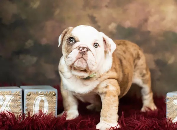 English Bulldog - Zara