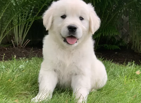 Golden Retriever - English Cream - Phineas