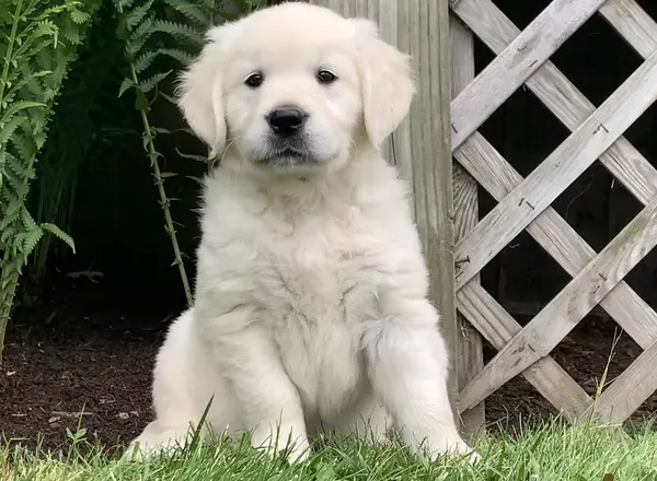 Golden Retriever - English Cream - Snoopy