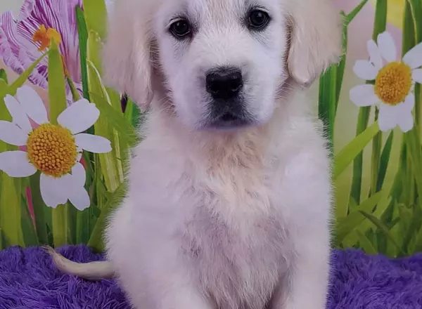 Golden Retriever - English Cream - Lily