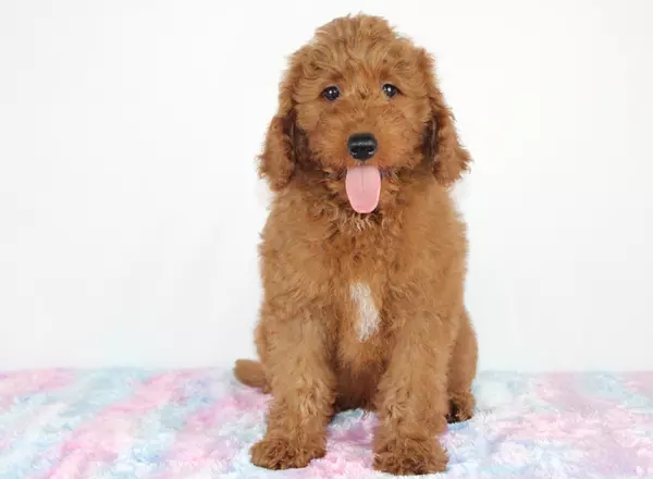 Mini Labradoodle - Shilo