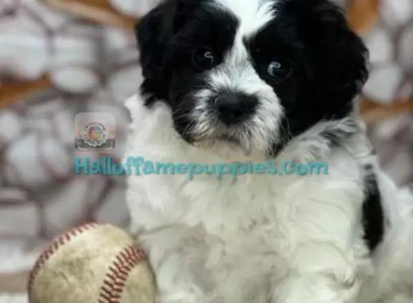 Shihpoo - Pee Wee