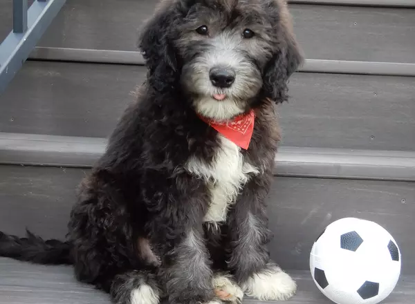 Sheepadoodle - Harley (medium)