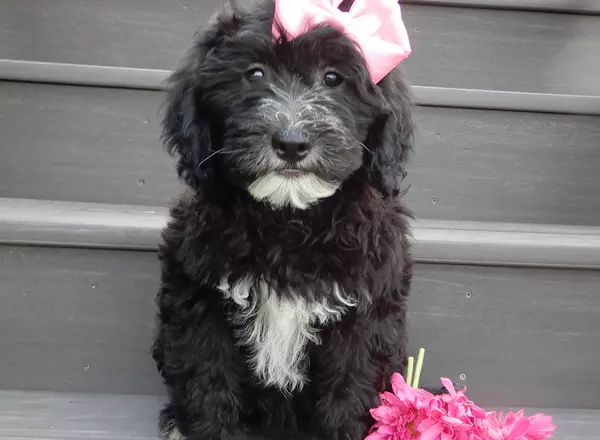 Sheepadoodle - Allie (medium)