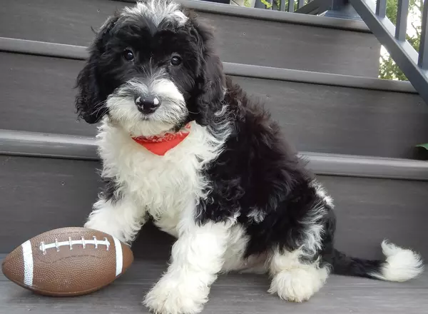 Sheepadoodle - Joey (medium)