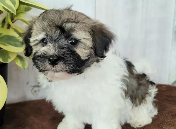 Havanese - Bailey