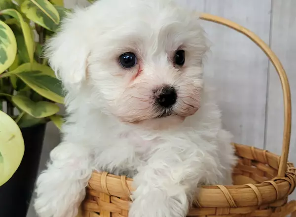 Havanese - Biscuit