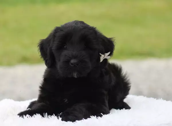 Giant Schnauzer - Wesley