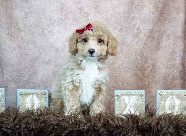 Aussiedoodle - Pippy