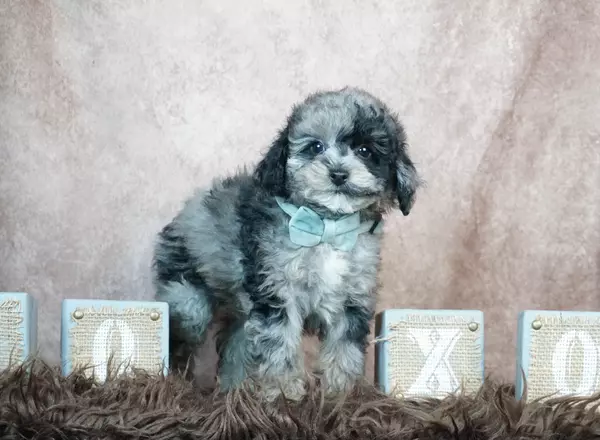 Aussiedoodle - Poker